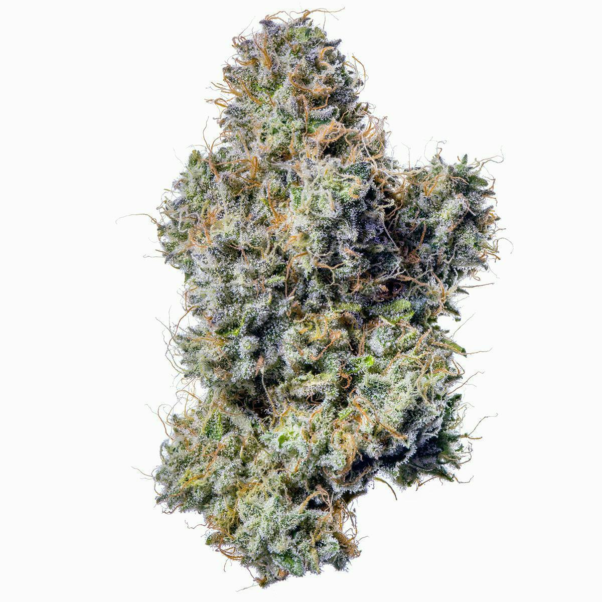 Fig Farms | Z Type-S | Big Buds