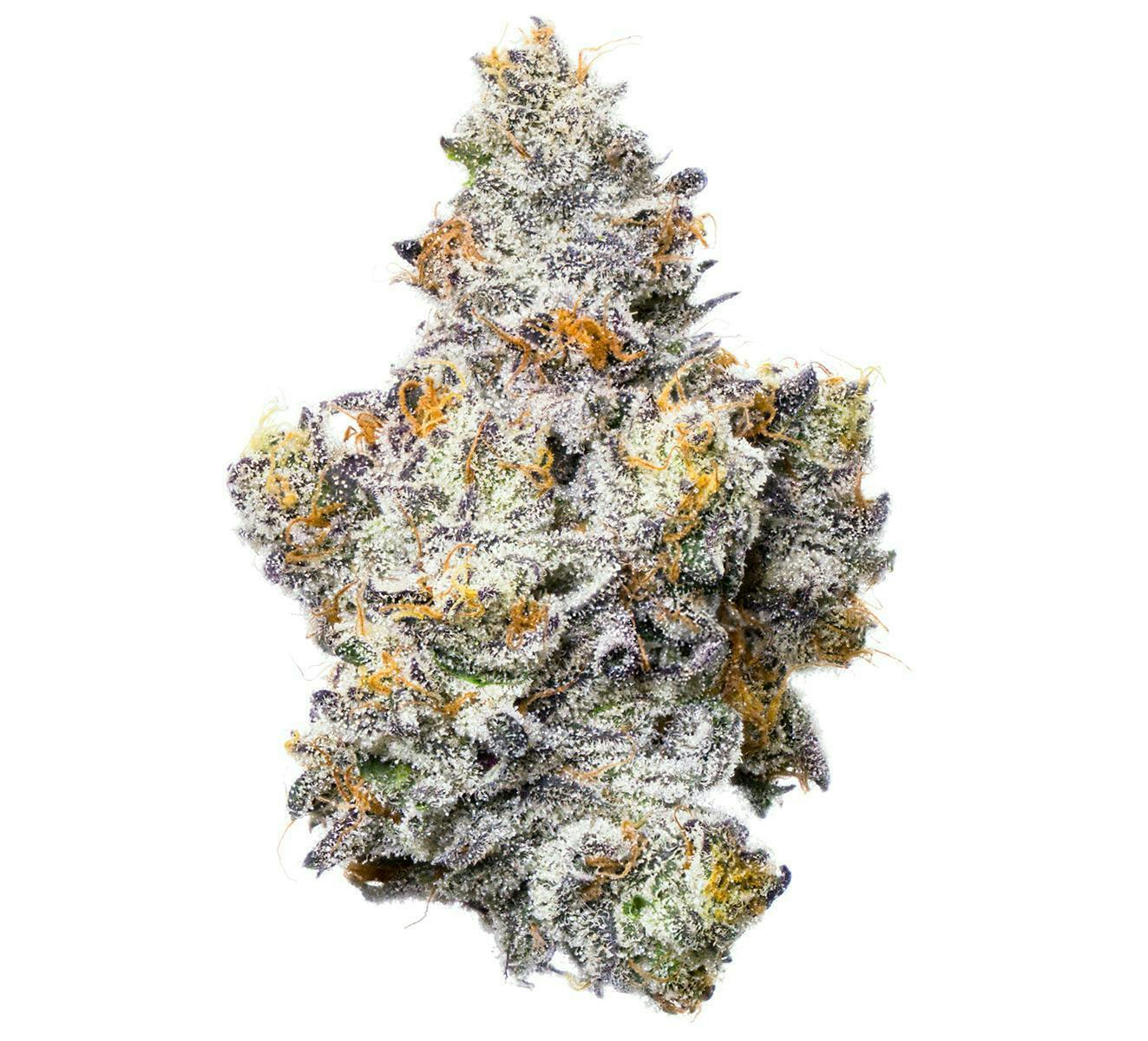 Fig Farms | Shady Scotty | Big Buds