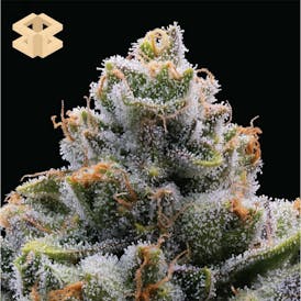 Burly Botanicals | Bootylicious #1 | 3.5g Pre-Pack Flower