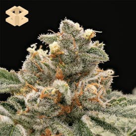 Burly Botanicals | Ground Beef #28 | 3.5G Pre-Pack Flower