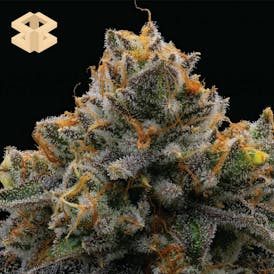 Burly Botanicals | Banana OZ #8 | 3.5G Pre-Pack Flower