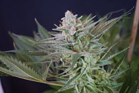Cindy Limone Small Buds
