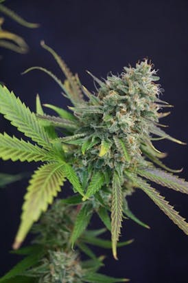 Slazer Beam Small Buds
