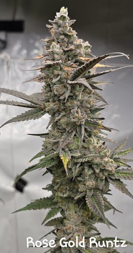 Rose Gold Runtz Small Bud