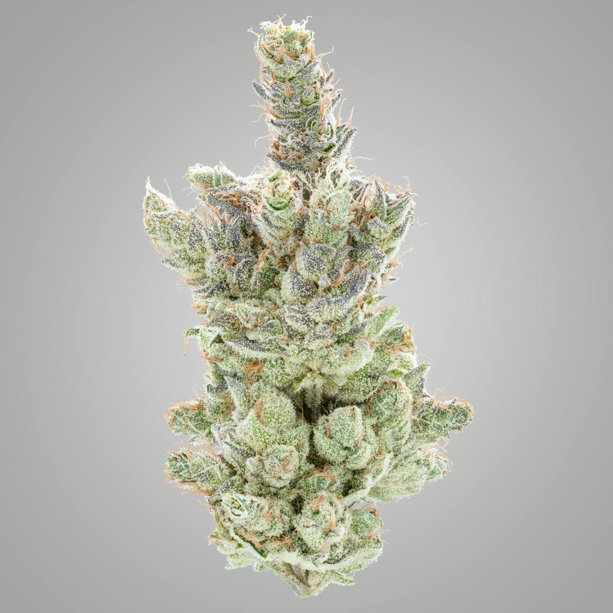 Strawberry Beltshake Cannabis