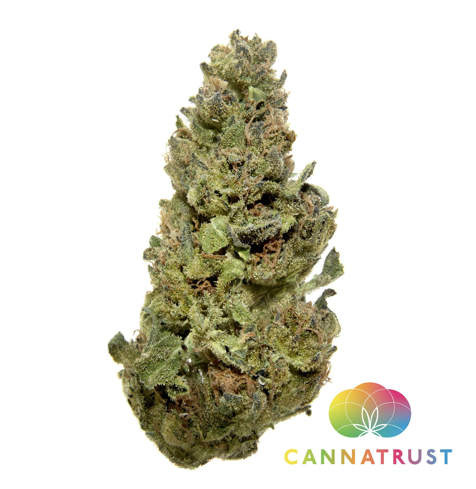 Gotti Beltz: Gotti Beltz 8th/3.5Grams(24%THC, Hybrid)