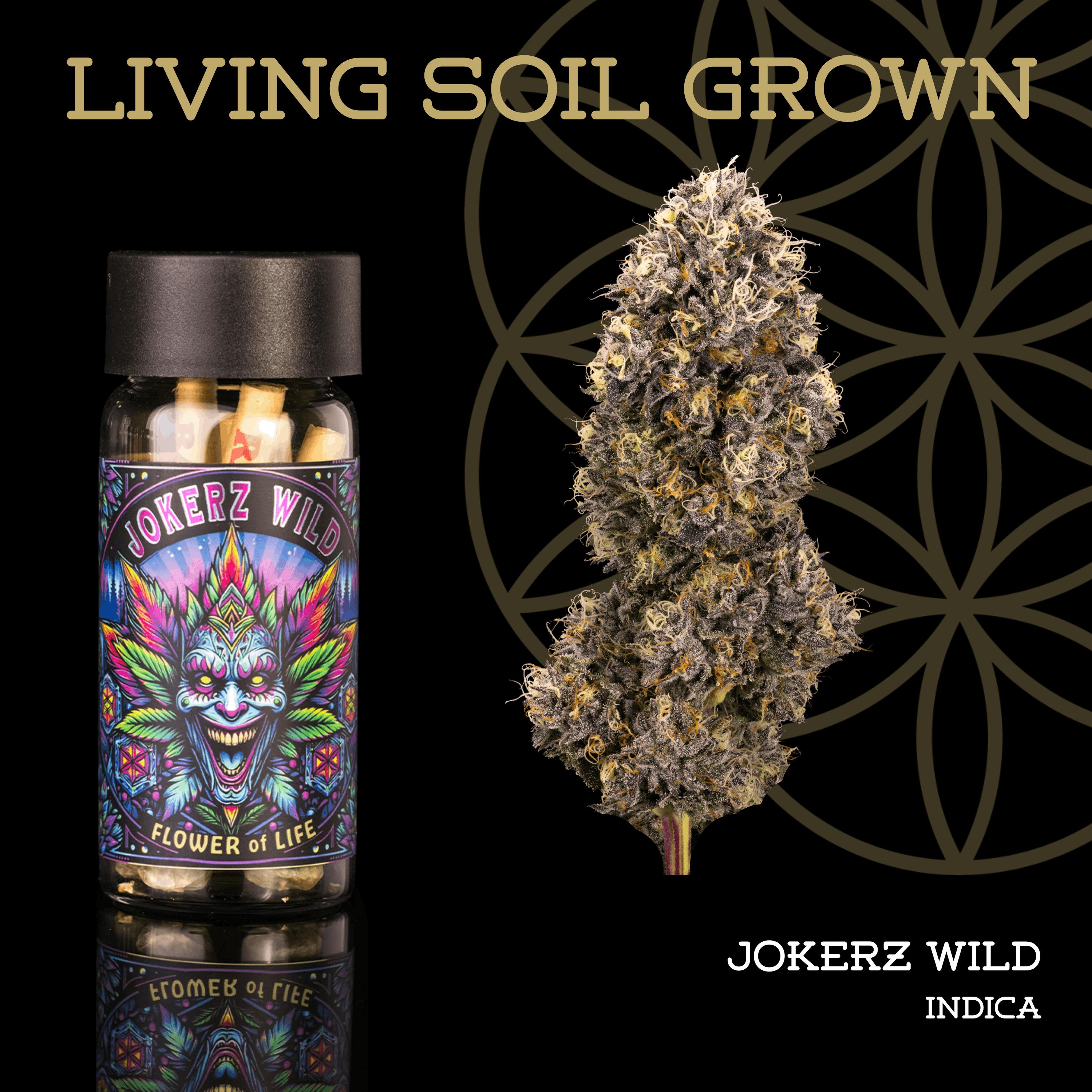 Jokerz Wild | Pre-Roll 5-Pack | 2.5g | Living Soil by Flower of Life
