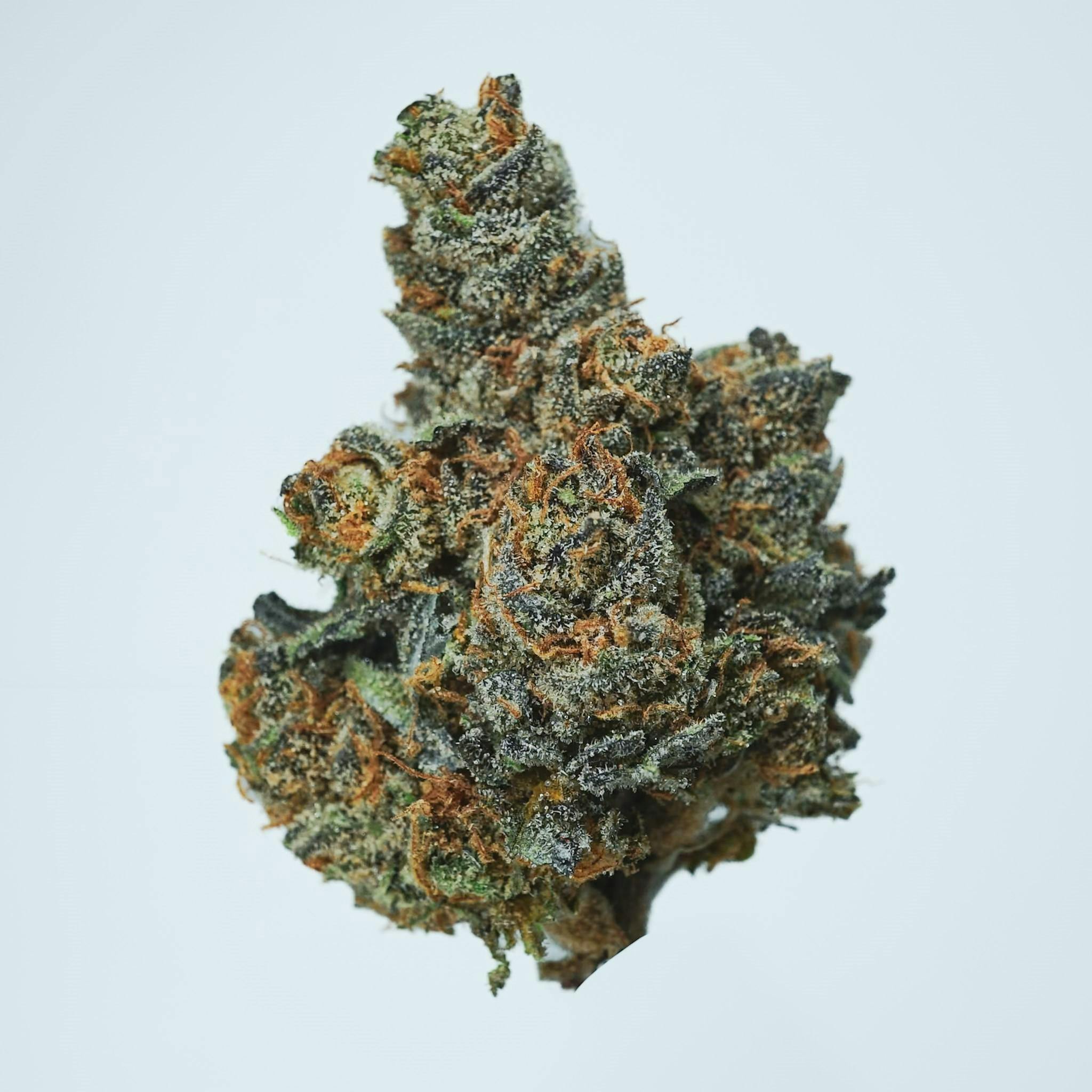 Prūf Electric Blue #5 Flower