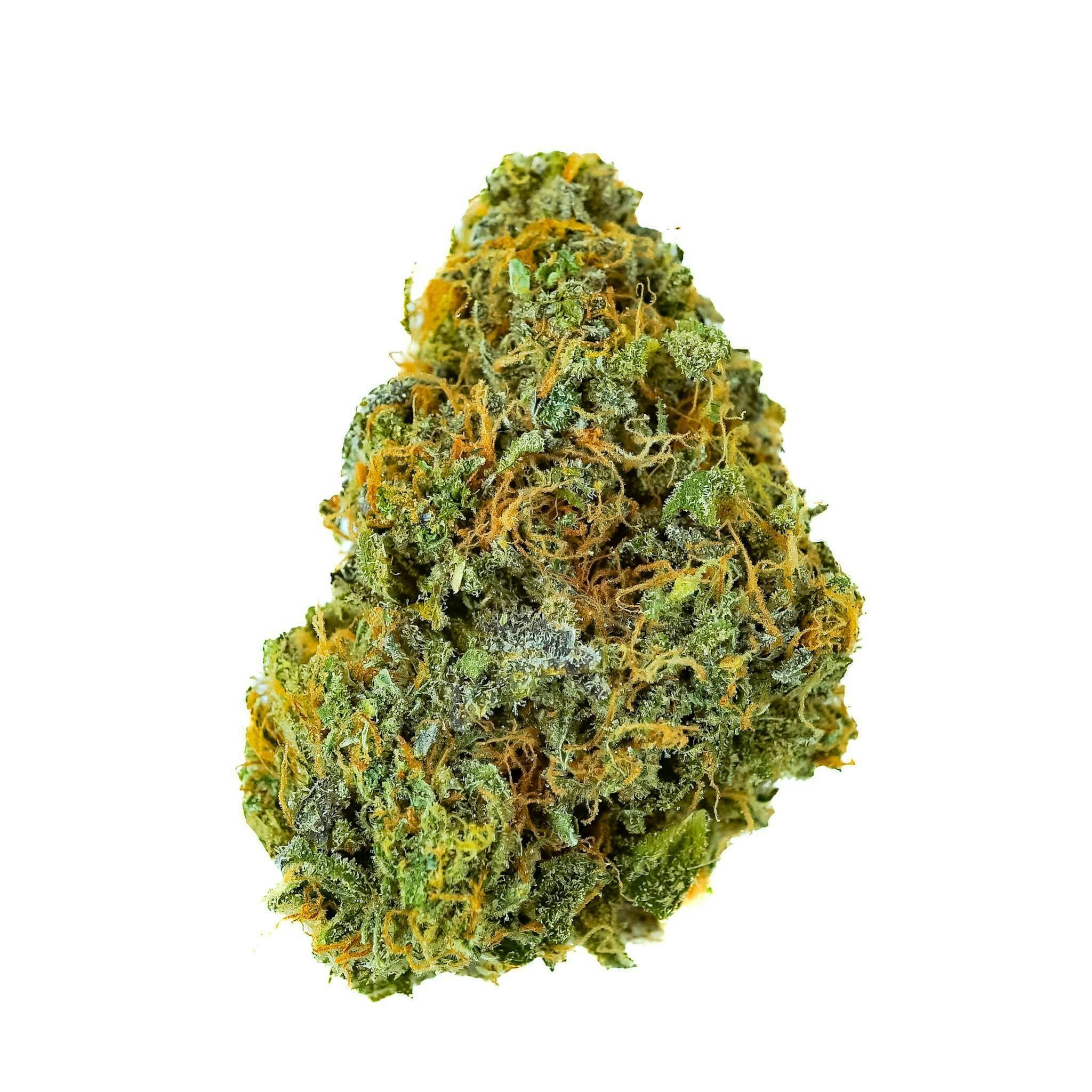 Prūf Cultivar: Zsunami #12