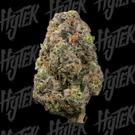 HYTEK | BUBBLEGUM SHERB | BULK DELI FLOWER