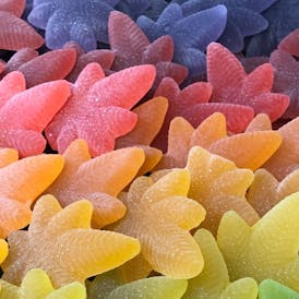 Lemonade Variety Sativa Boingos | 10pk | 100mg total