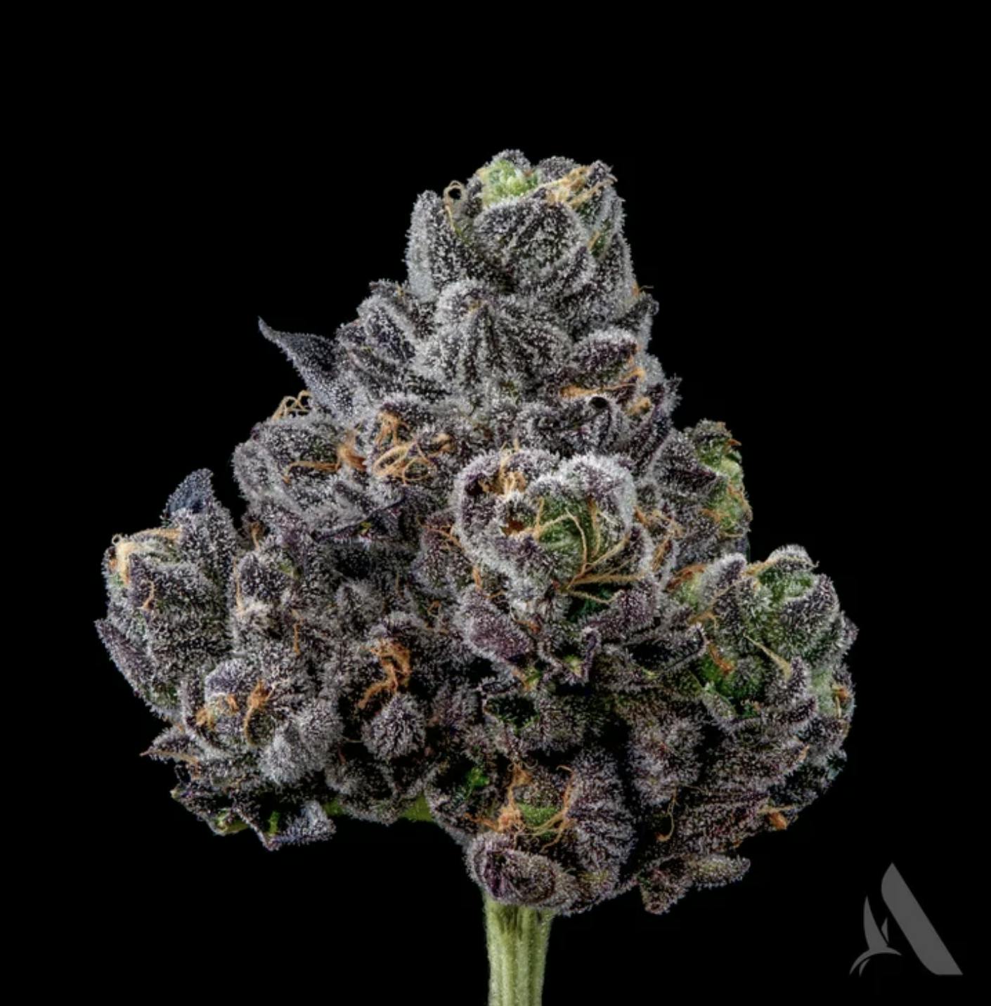 Affinity Grow | Appz Bnnz | Flower | 3.5G