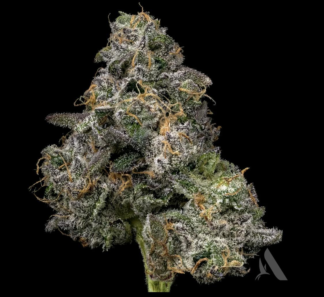 Affinity Grow | Dirty Taxi | Flower | 3.5G