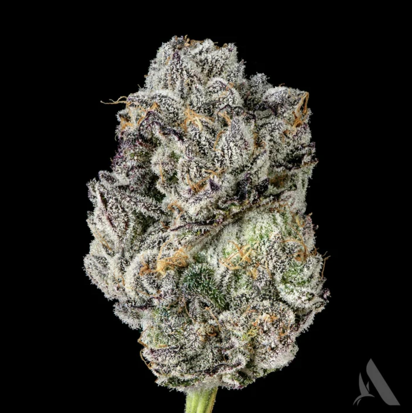 Affinity Grow | MAC Stomper | Flower | 3.5G