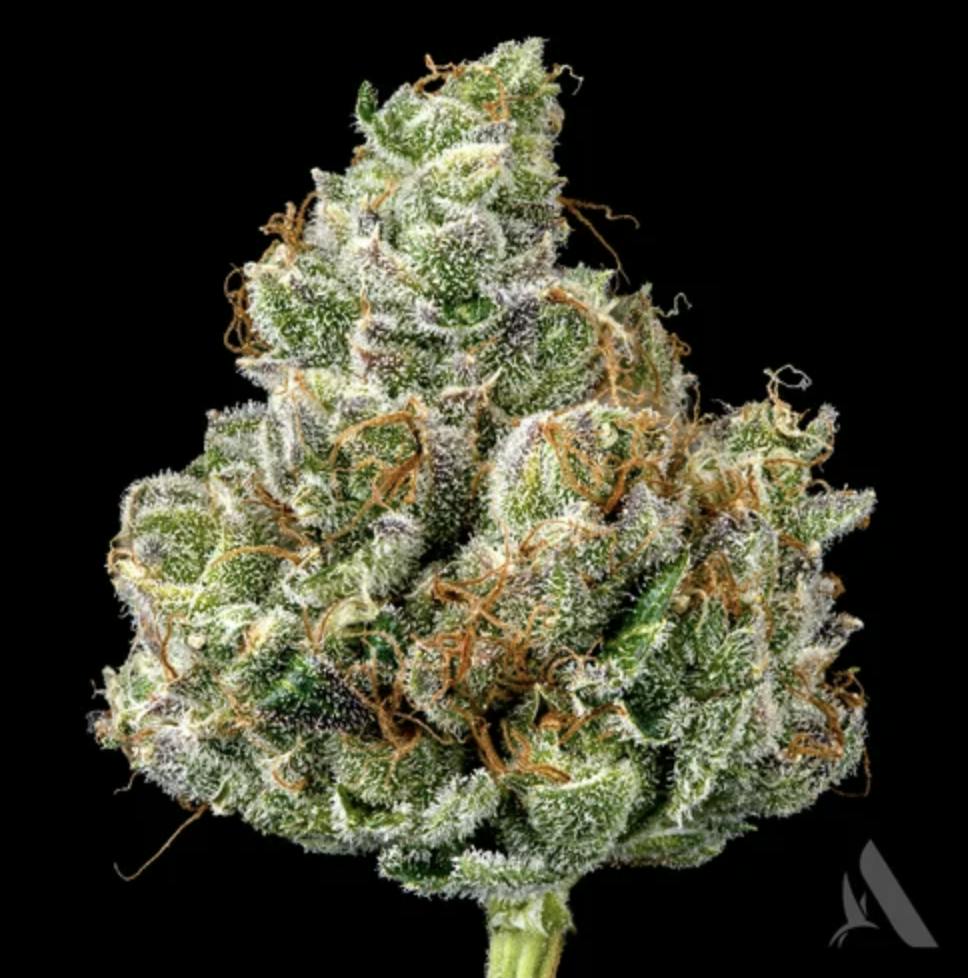 Affinity Grow | Lemon Delight | Flower | 3.5G