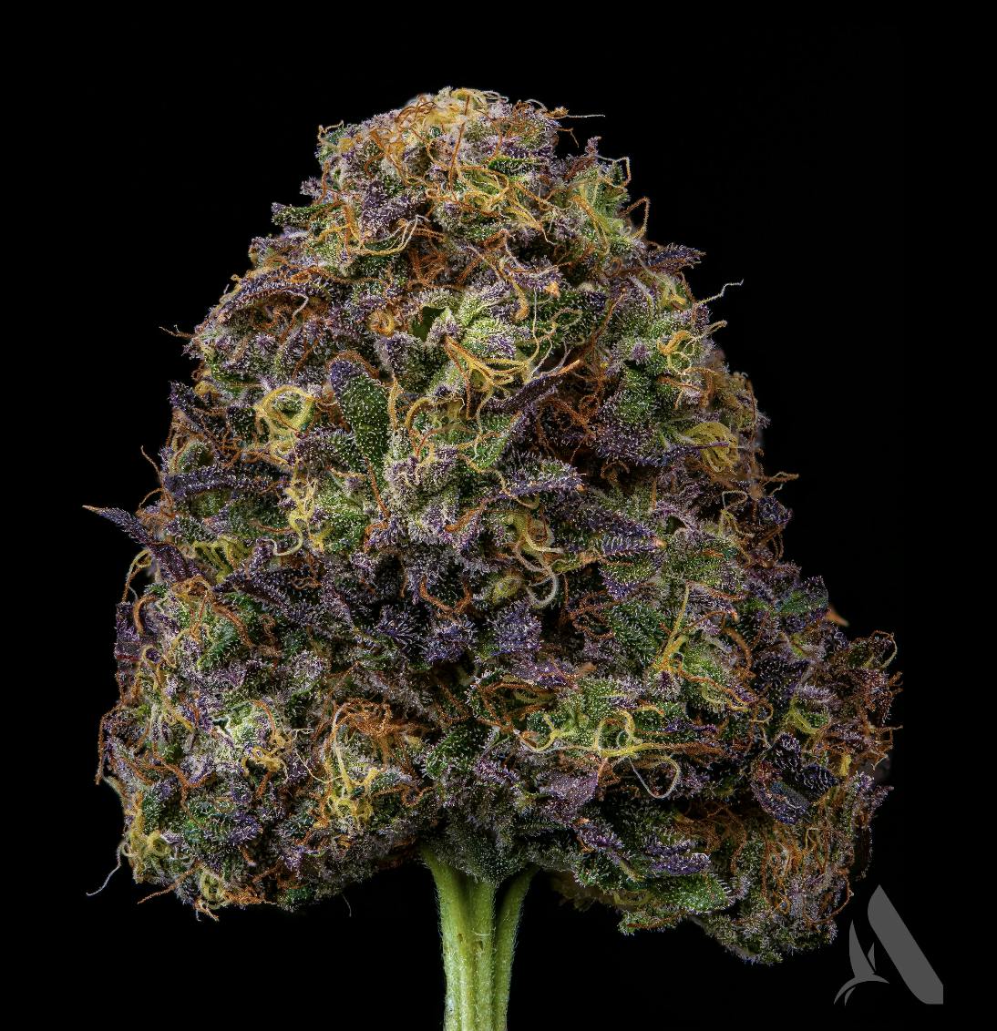 Affinity Grow | MF-107 | Flower | 3.5G