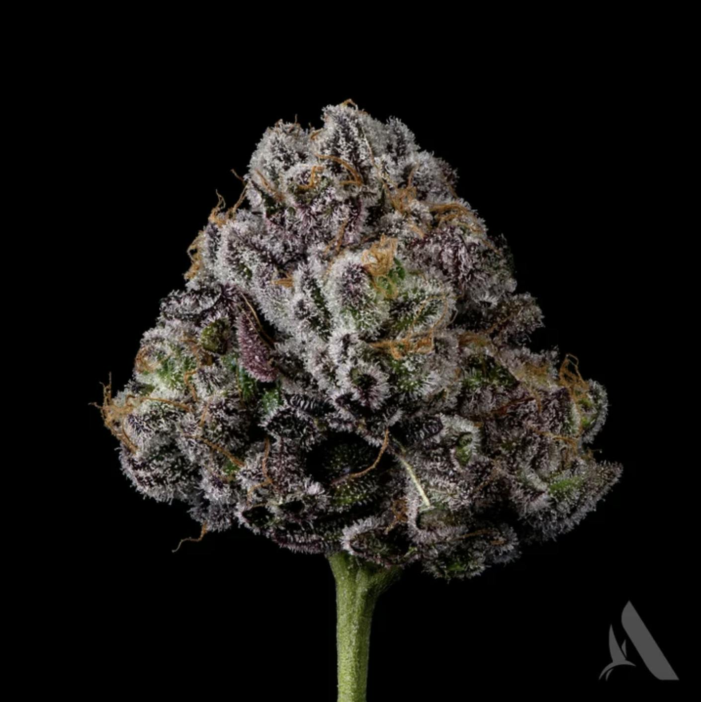 Affinity Grow | Hippie Crasher | Flower | 3.5G