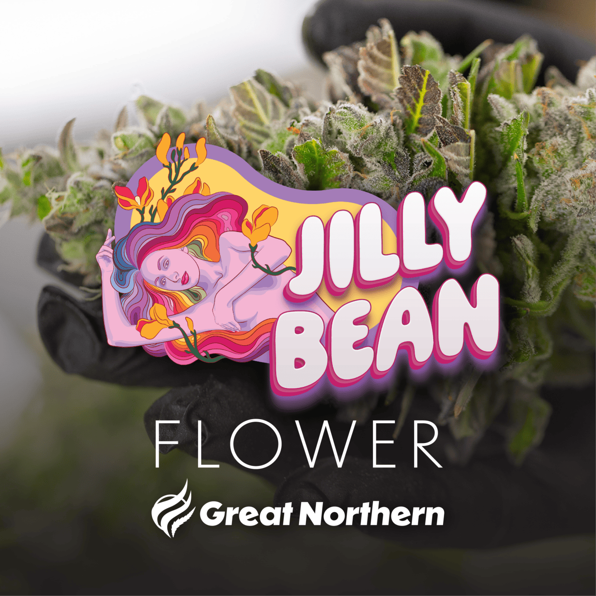 Great Northern Cannabis Jilly Bean Flower (Indica) by Great Northern Cannabis