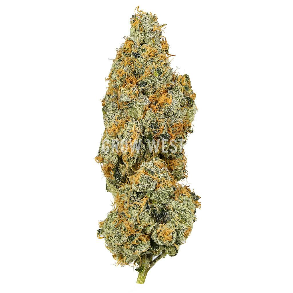 Black Maple | Gold | Trimmed Flower at Sunburst Pharm