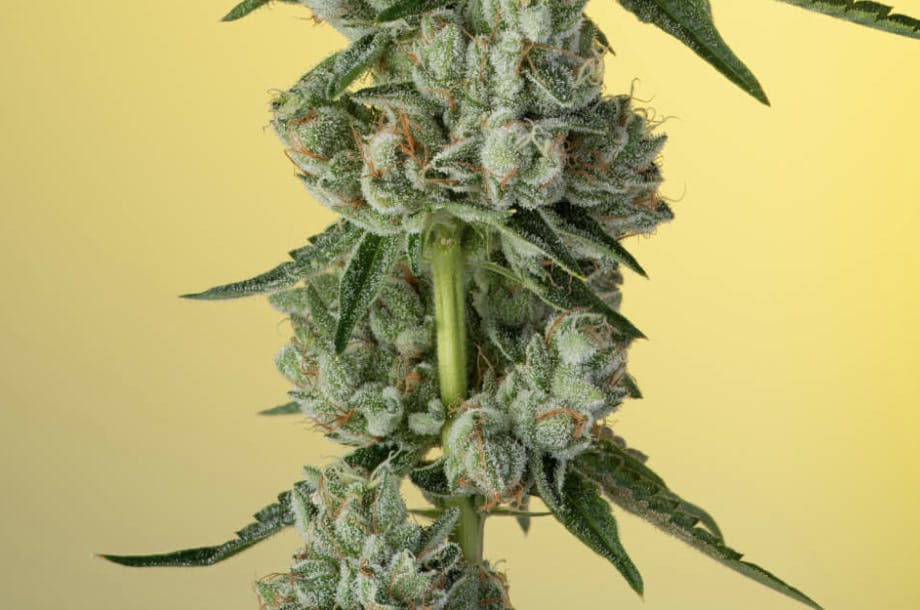 Khalifa Kush Smalls - 7g by Khalifa Kush