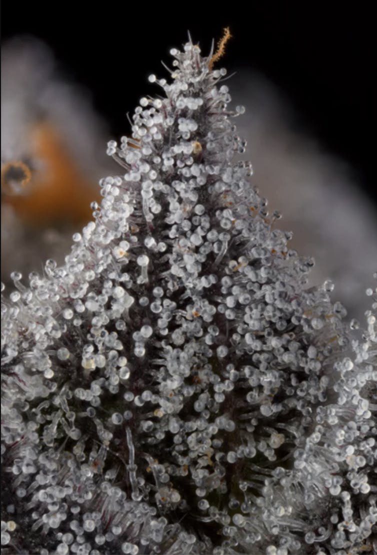 Violet Sky Ground Flower - 14g by Khalifa Kush