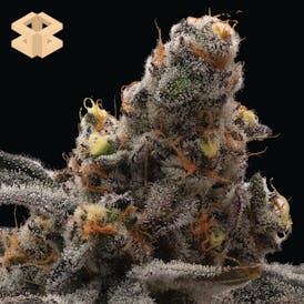 Burly Botanicals | Lipsmacker #4 | 3.5G Pre-Pack