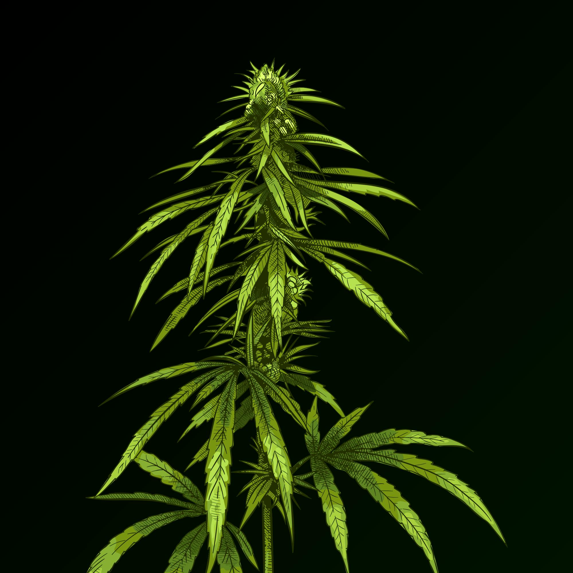 Sinse | Permanent Marker | Flower | 3.5G by Sinse Cannabis