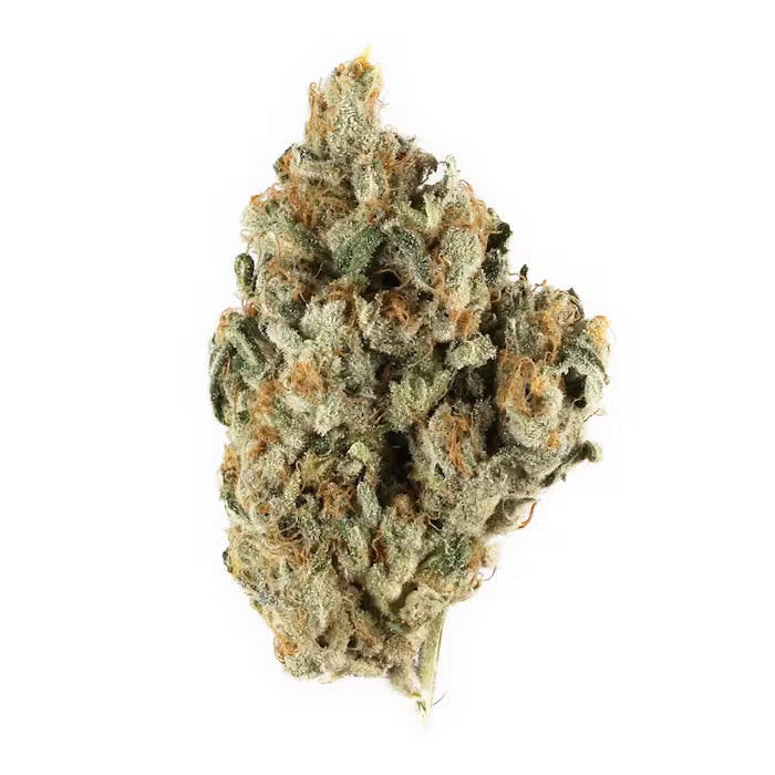 Sugar Cane (Sativa)