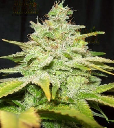 Gold Shelf Gary Payton - Flower - 1G by Silver Lake