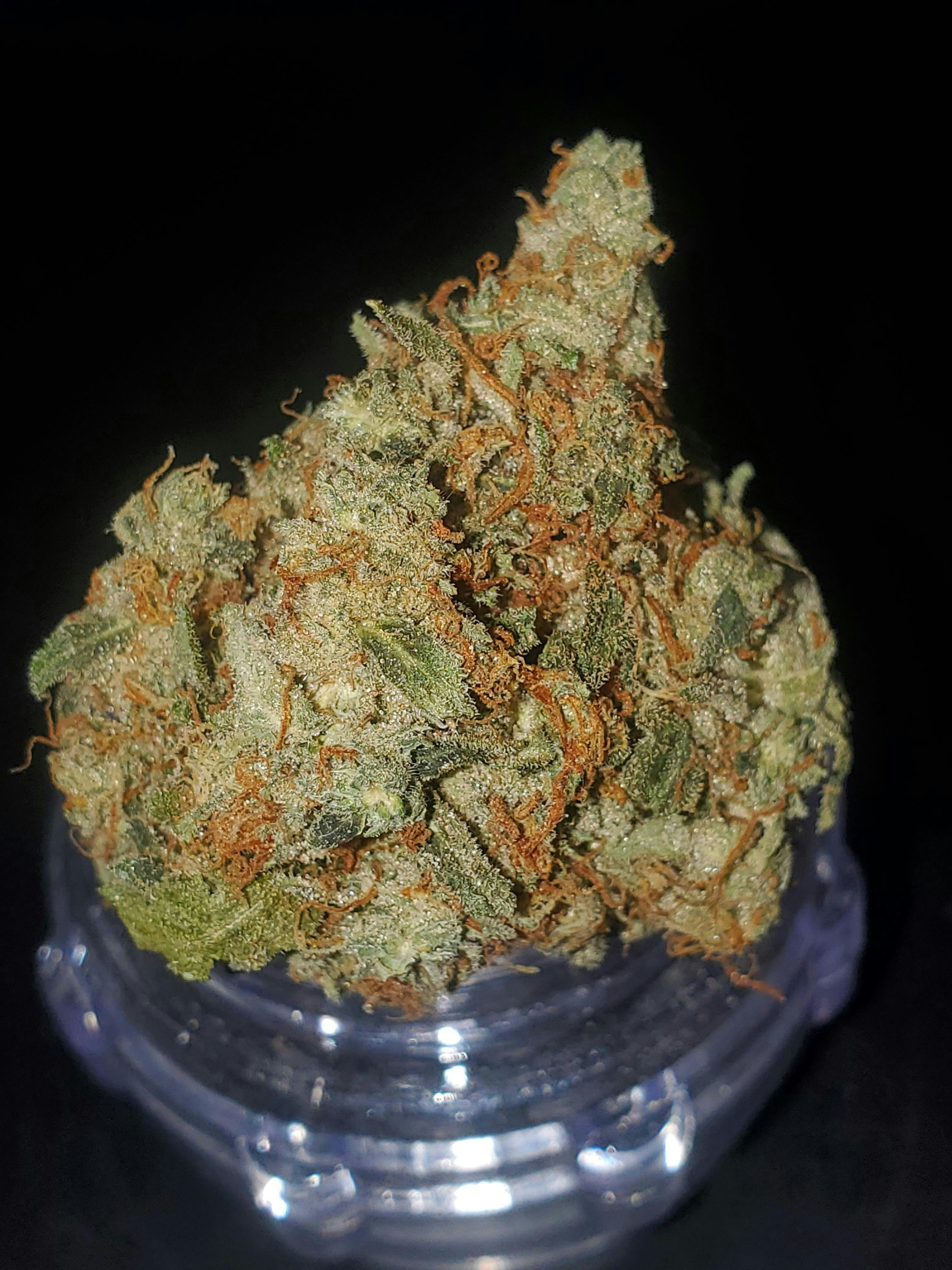 Top Shelf Orange Push Pop - Flower - 1G