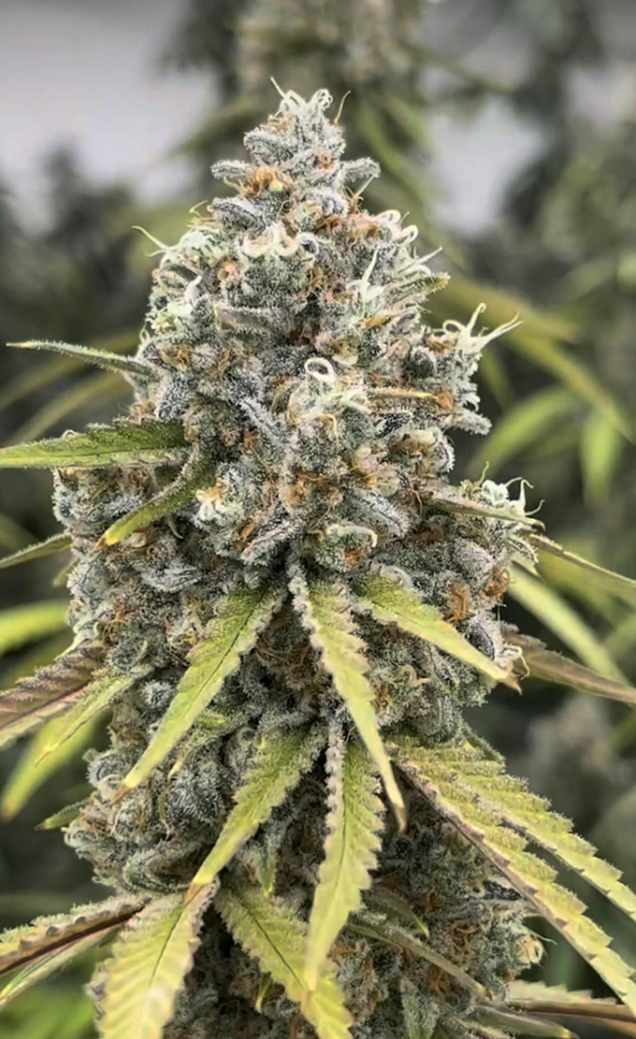 Juicy Fruit - 3.5g Flower by Bloom County