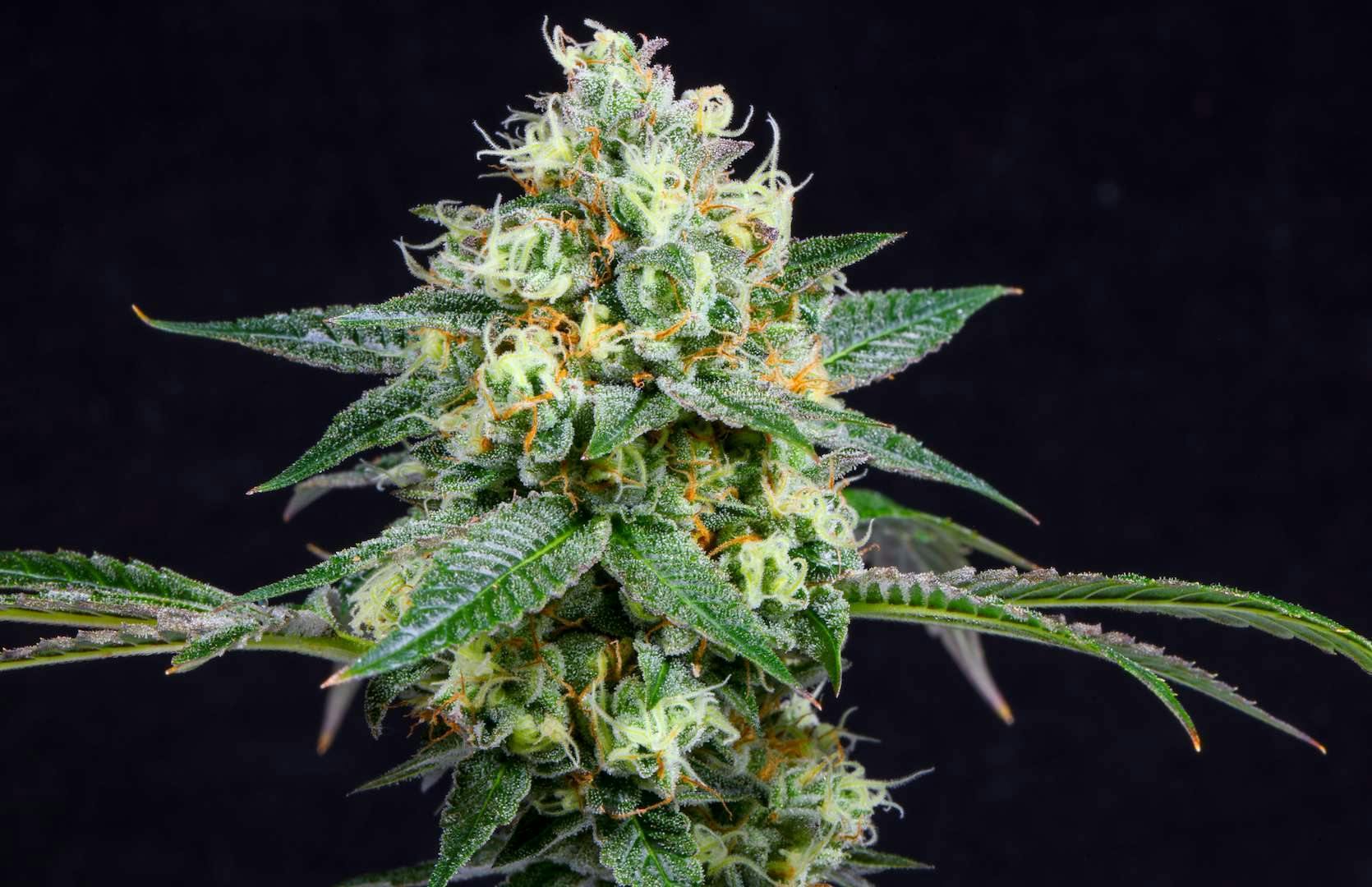 Comatose - Bulk Flower