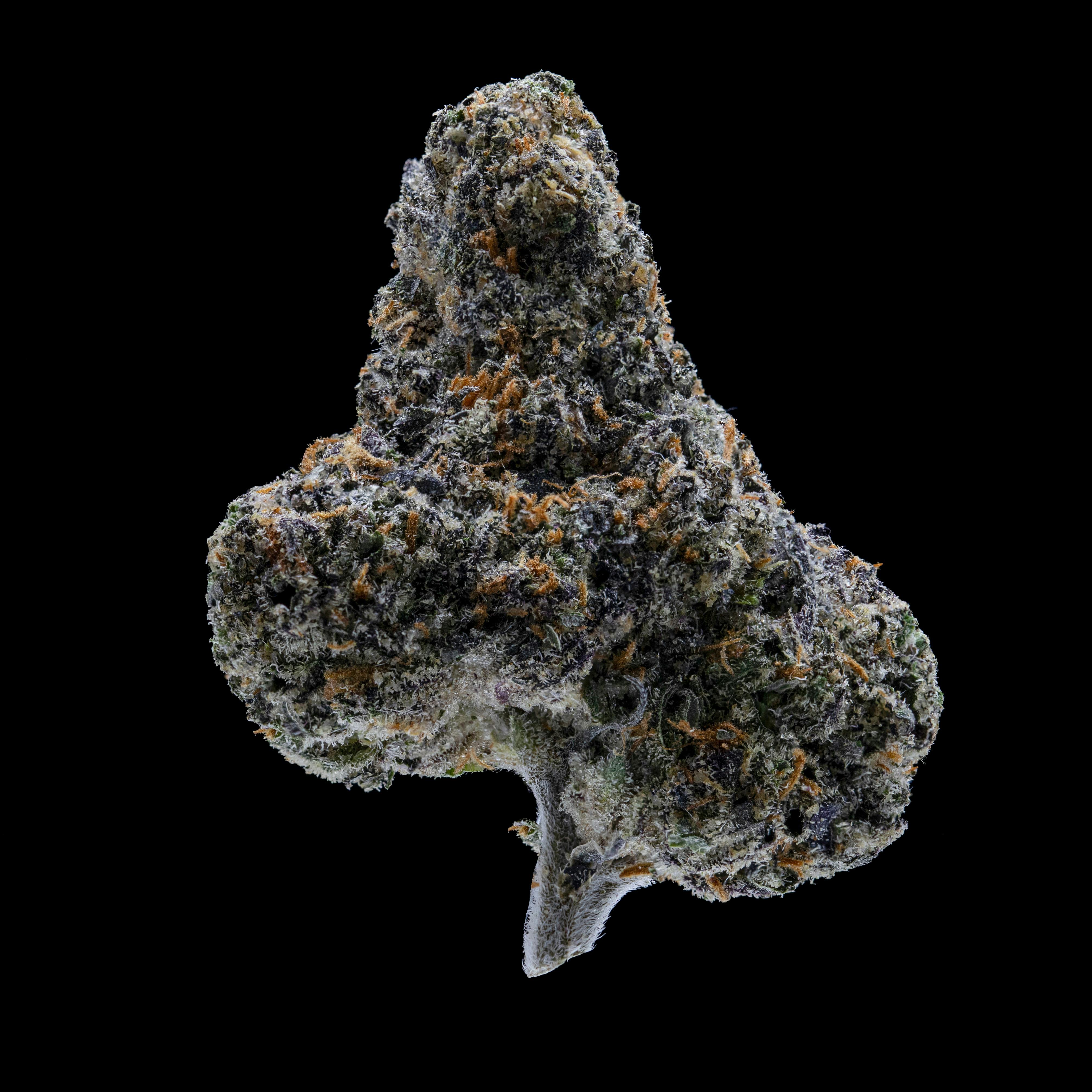 Sherbanger by JAR Cannabis Co. at JAR Cannabis Co. Dispensary - Carrabassett (Sugarloaf)