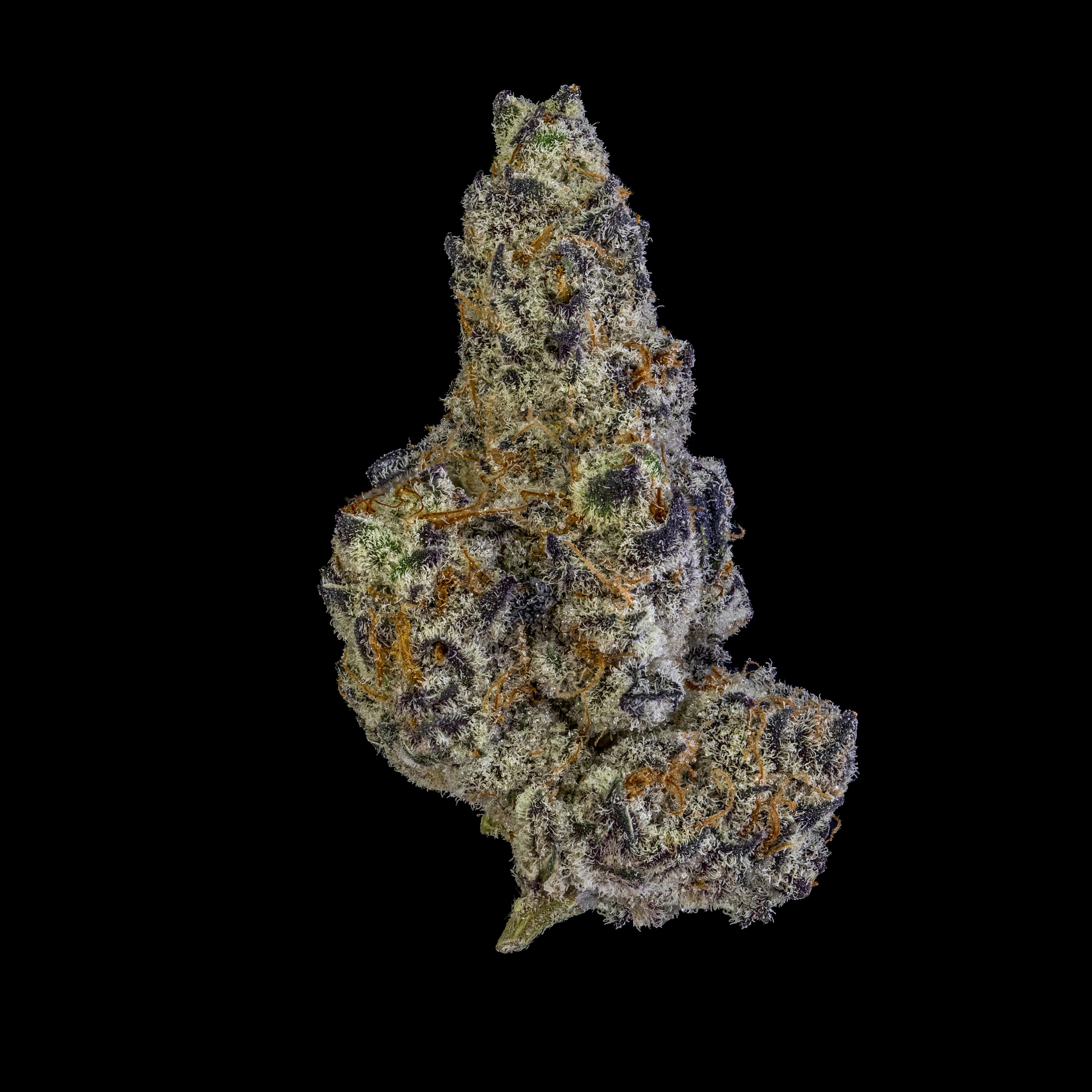 Truffle Treats by JAR Cannabis Co. by JAR Cannabis Co.
