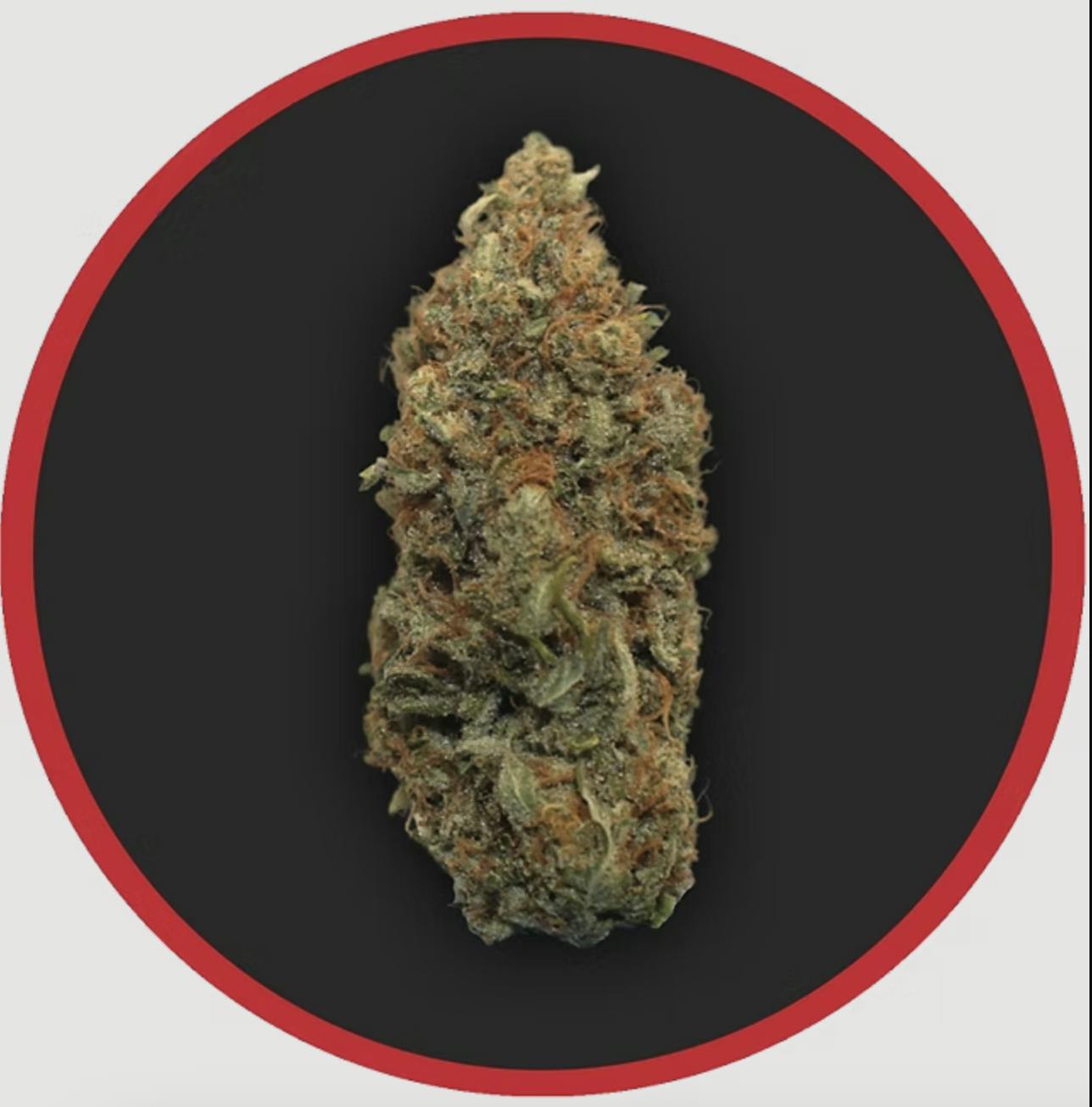 Robust | Black Hole Sun | Flower | 1G