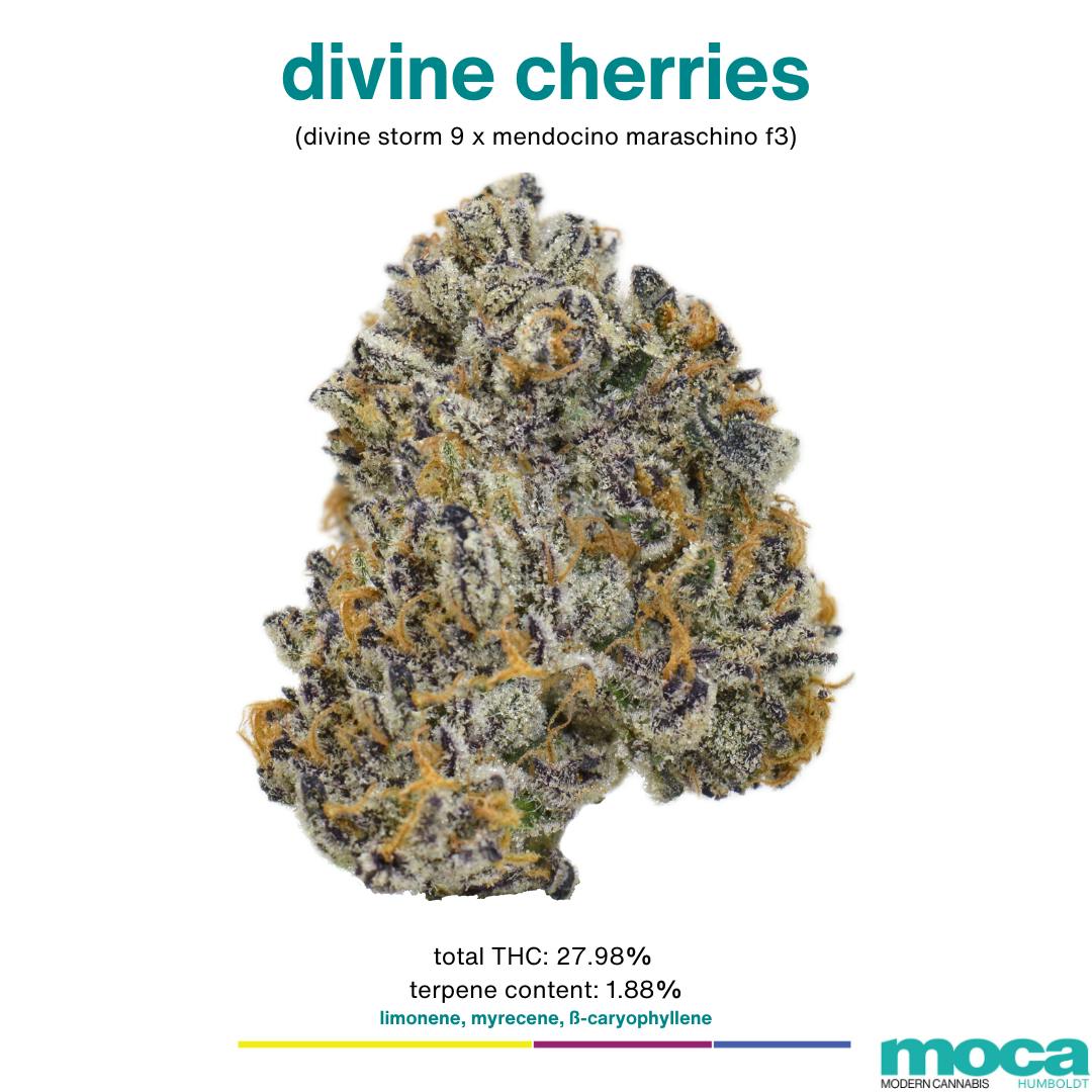 Flowers Smalls Divine Cherries