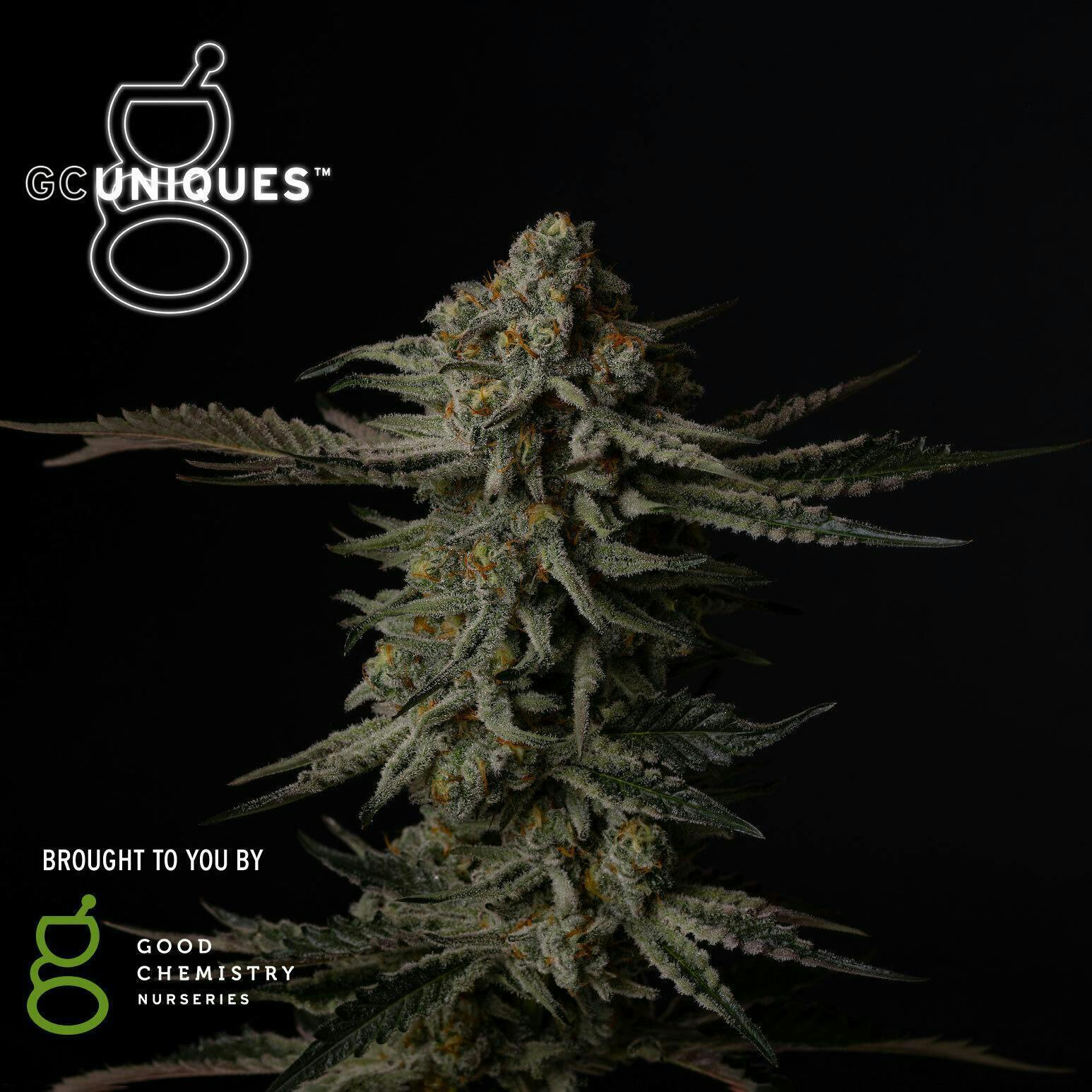 Cloudy Daze Flower | 3.5g by Good Chemistry