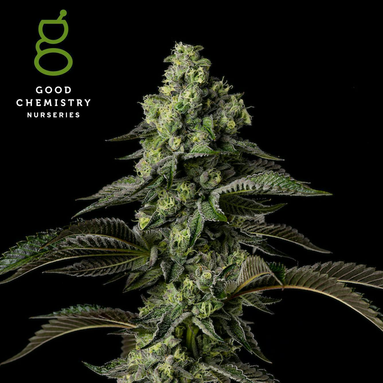Head Hunter Flower | 3.5g by Good Chemistry