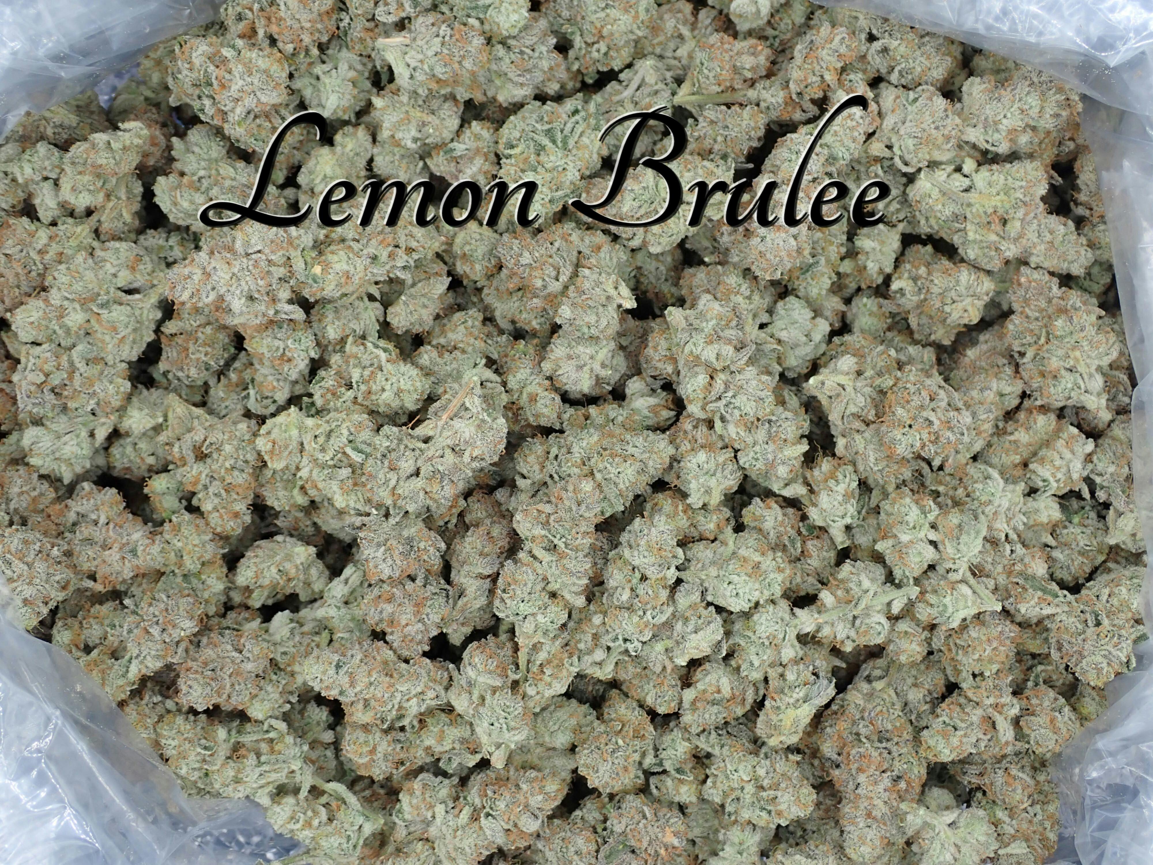 Lemon Brulee Flower by Scorpion Grass