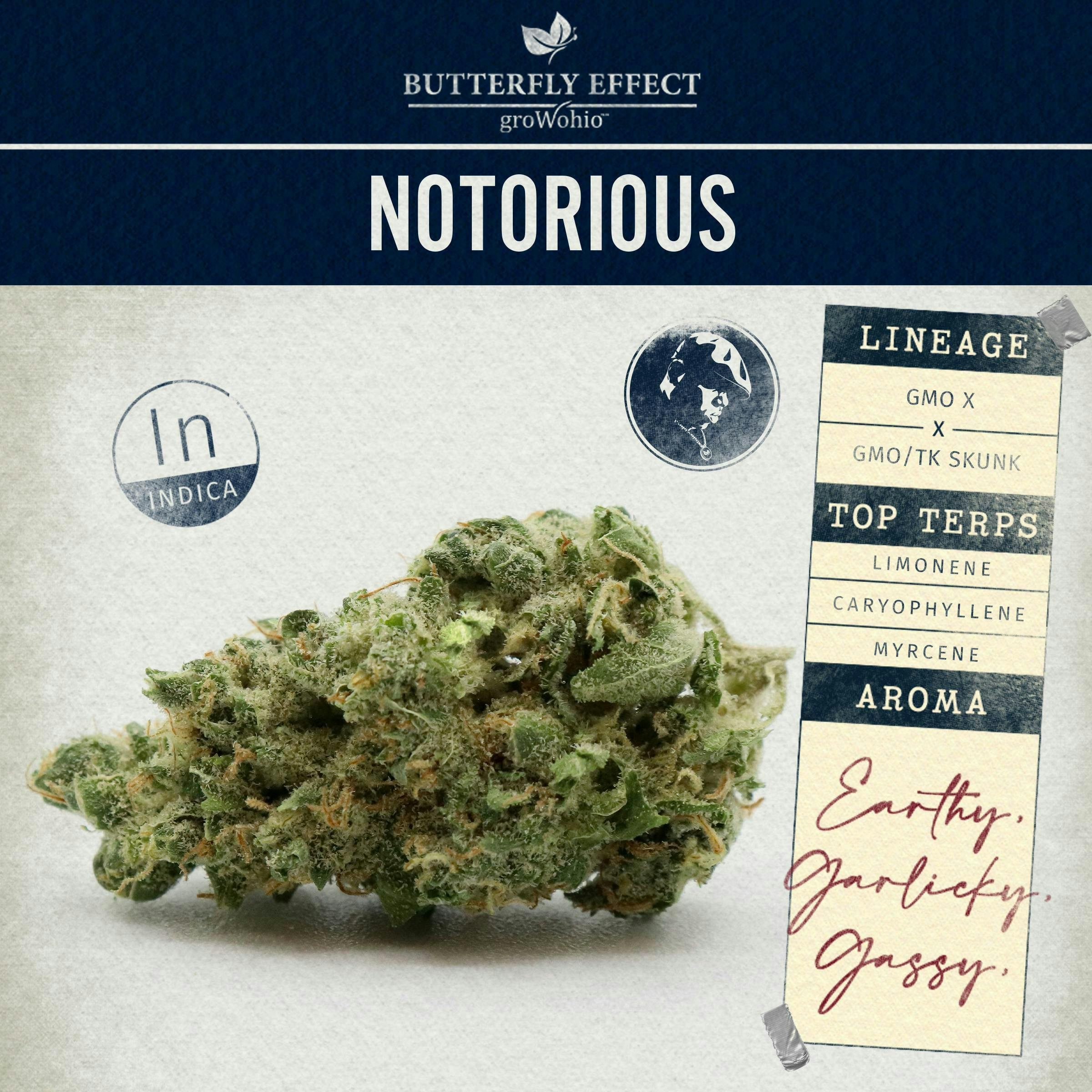 Notorious - 14.15g Flower by Butterfly Effect - Grow Ohio