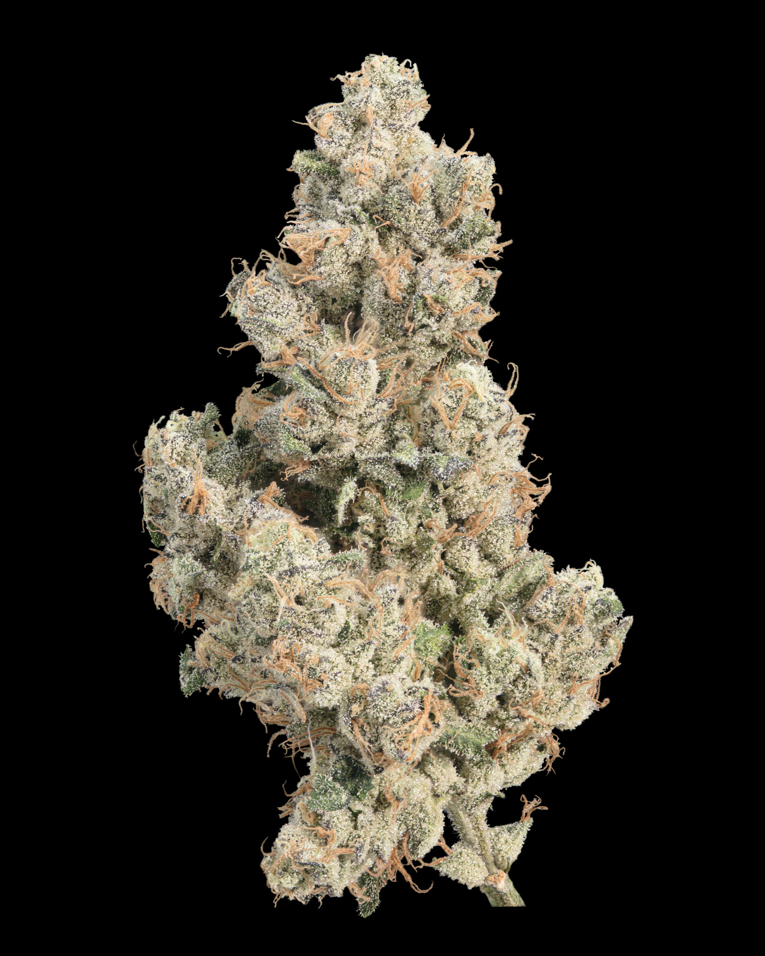 Elusive: Sour Cherriez