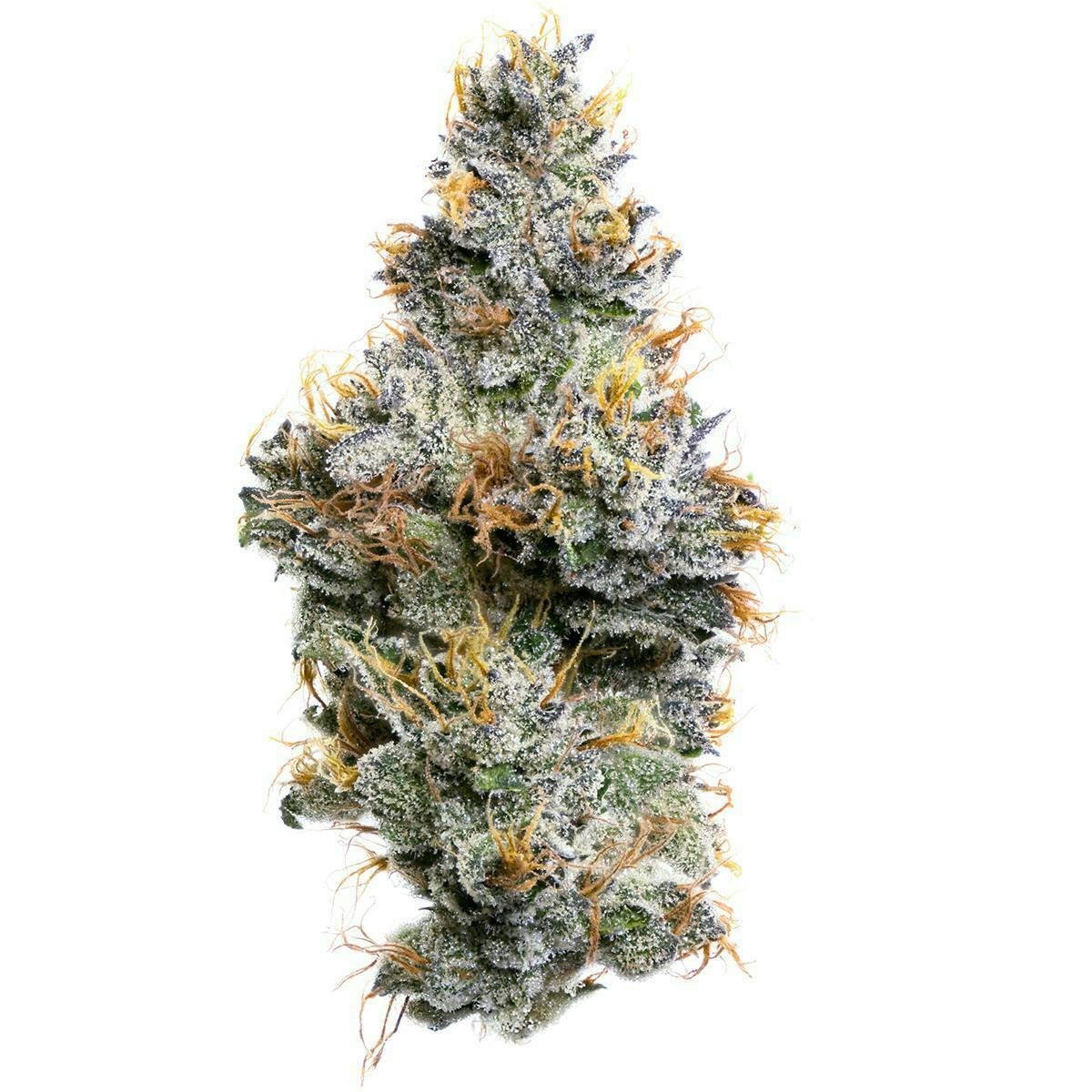 Fig Farms | Sherbanger F2 | Big Buds