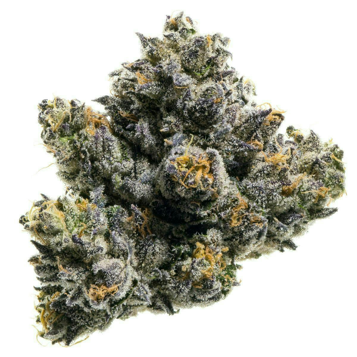 Fig Farms — Sherbanger F2
