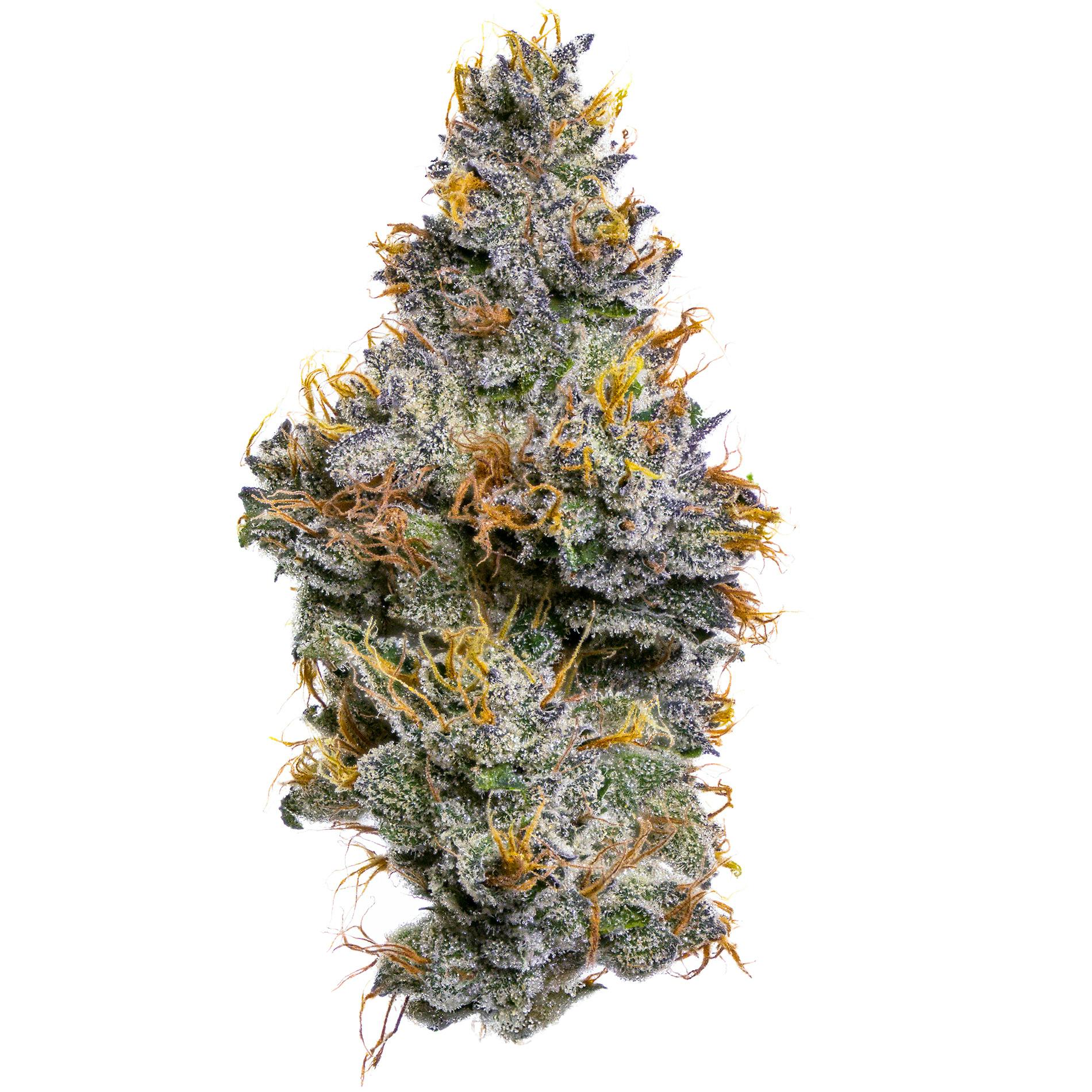 Fig Farms: Sherbanger F2