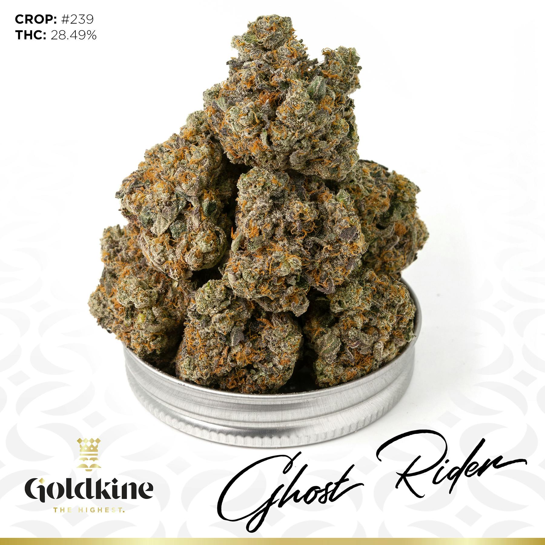 Goldkine Flower "Bigs" | Ghost Rider by Goldkine