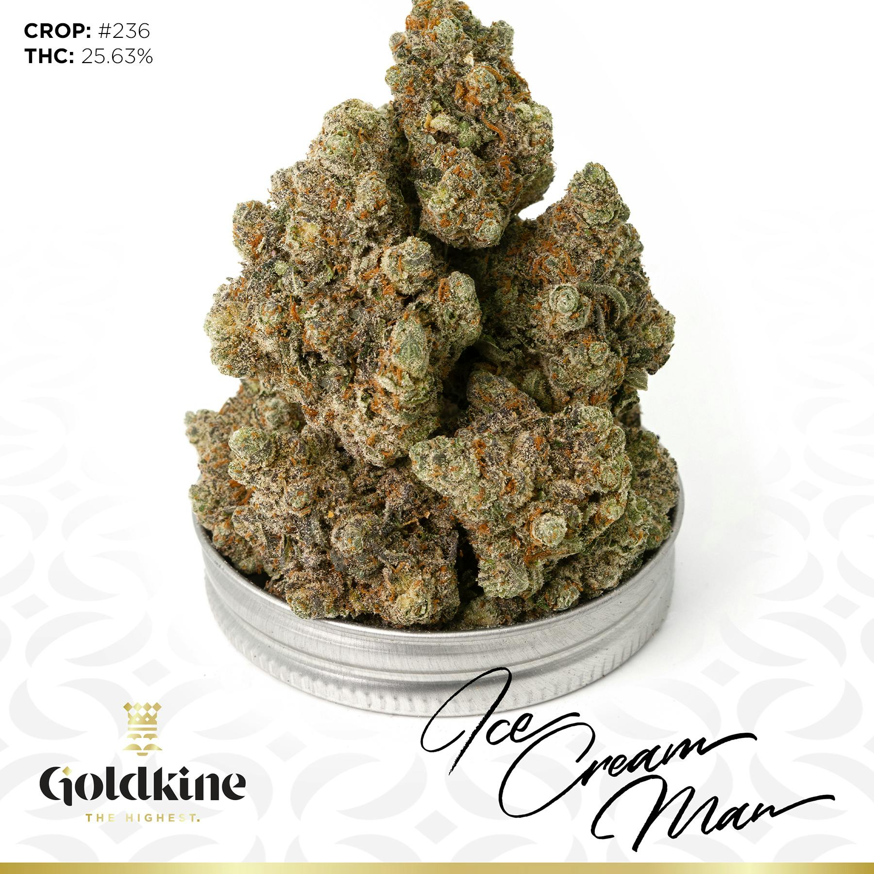 Goldkine Flower "Bigs" | Ice Cream Man