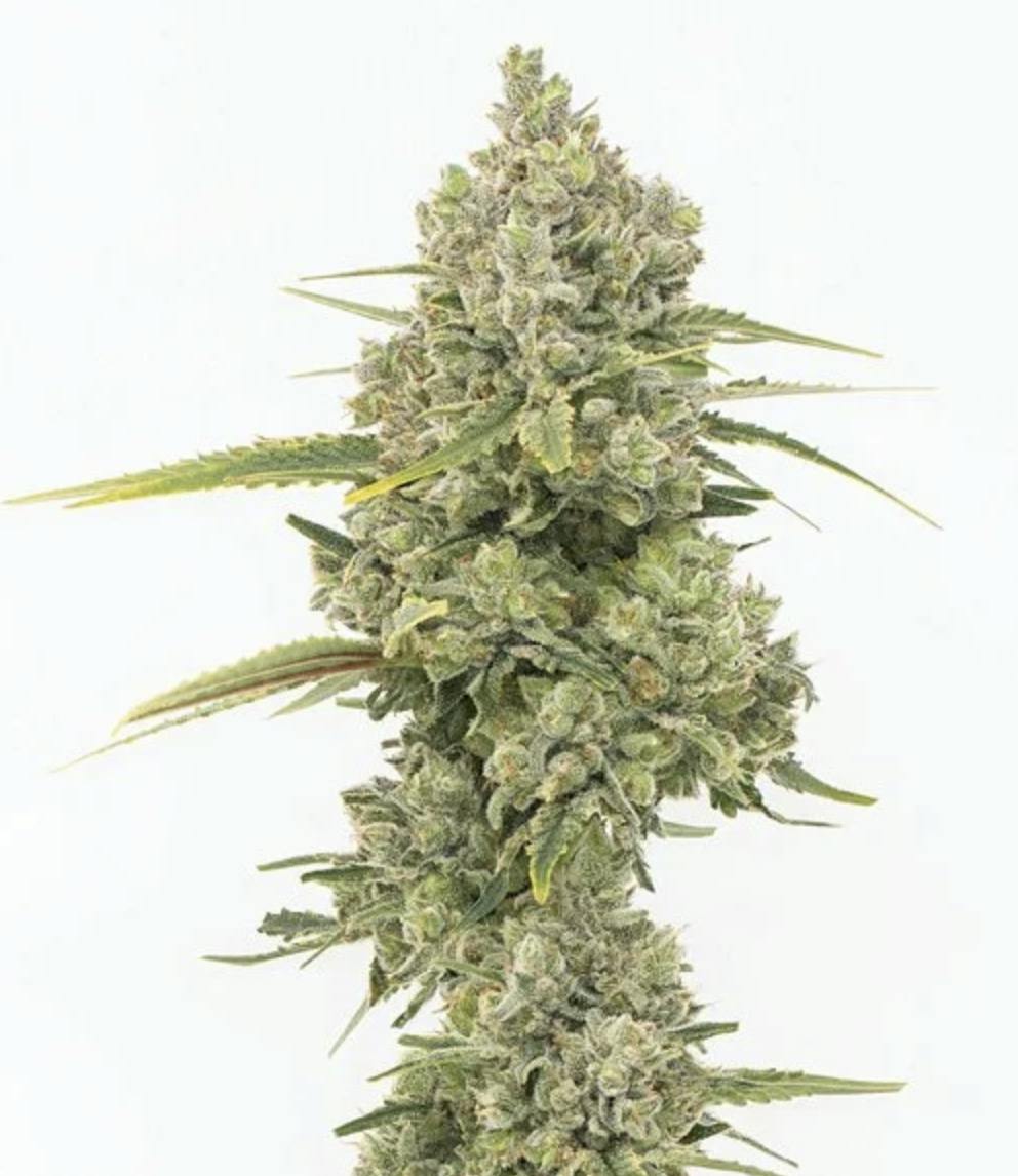 Grown Rogue | Jack Herer | Flower by Grown Rogue