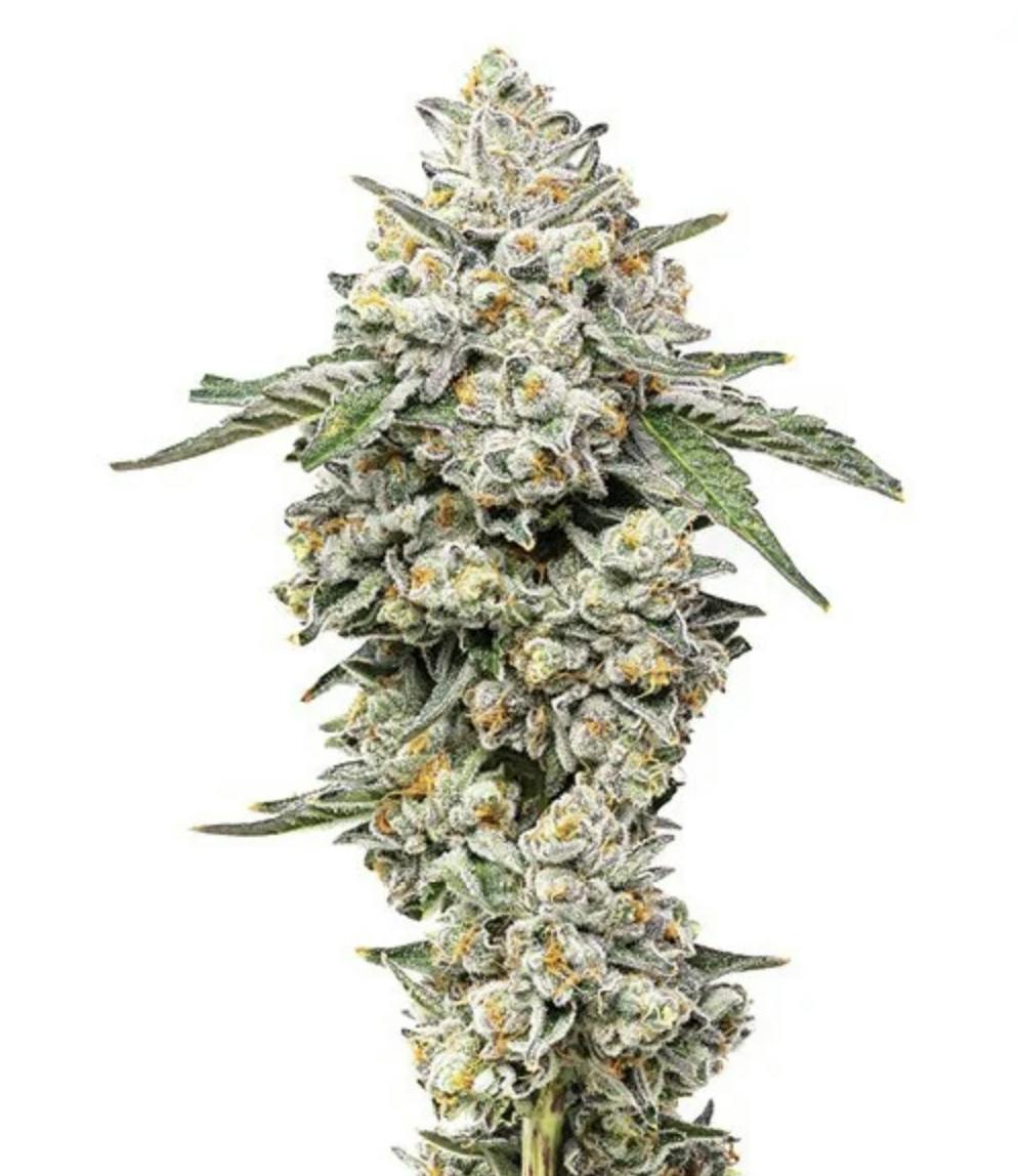 Grown Rogue | Georgia Pie | Flower by Grown Rogue