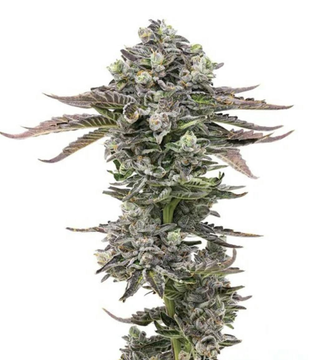 Grown Rogue | Biscotti | Flower by Grown Rogue