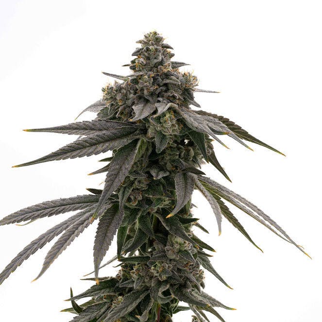 Blue Runtz | Big Buds by Grown Rogue